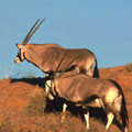 哈拉哈迪跨國公園的劍羚，節錄自哈拉哈迪跨國公園網站