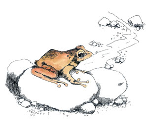 有吸盤的褐樹蛙