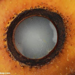 棕櫚油原料來源。圖片摘自mongabay.com