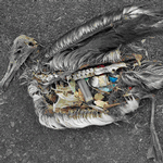 鳥類誤食塑膠垃圾致死。（拍攝：Christ Jordan。）