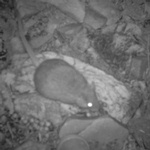 在中澳愛麗絲泉發現瀕臨絕種的岩鼠。（照片：Central Land Council/Handout/EPA）