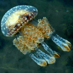 蛸水母。（山口県水産研究提供。）