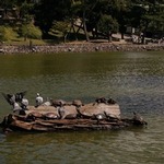 興福寺五重塔旁在猿澤池曬太陽的烏龜。須磨海濱水族園方表示，全部皆為紅耳彩龜。（攝於奈良市登大路町。）