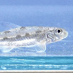 四萬十川發現的新品種淡水魚（yodoensis），位於高知縣四萬十市。