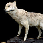 日本狼的皮做成的標本。（日本和歌山縣立自然博物館提供。）