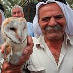 以色列的倉鴞生物防治計畫。