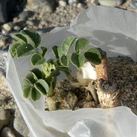 實驗性栽培的甘草冒出綠芽(6月攝) ，安福教授提供。