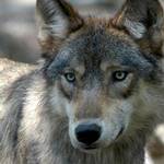 為了研究狼群的棲地及族群動態，黃石公園的狼都被標記（攝影：Dawn Villella/AP）