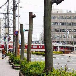 高度為3公尺的行人樹被砍掉樹枝和樹葉，攝於奈良市芝辻町２丁目(節錄自朝日新聞)