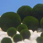 阿寒湖的毬藻，節錄自讀賣新聞，山本高裕攝。