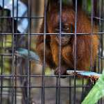 關在籠中的紅毛猩猩，Paul Hilton攝，節錄自mongabay.com報導畫面