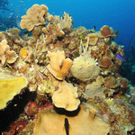 博內爾島這塊珊瑚礁，橄欖綠的珊瑚還活著，但是呈現斑駁灰色的珊瑚已經死了（照片由Living Oceans Foundation/IPS提供）。
