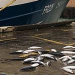 蘇格蘭一處碼頭上被丟棄的漁獲。（照片：Peter Hawkey提供）。