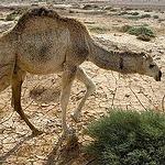 2009年10月，駱駝在敘利亞的旱災中苟活著（照片由Richard Avis提供）。