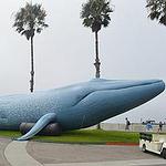 2013年9月8日，Mz. Blue藍鯨氣球首次出現在年度加州Redondo Beach藍鯨保育活動上（照片由大鯨魚保育協會提供）。