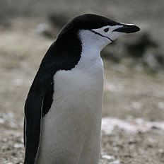 南極企鵝。圖片來自：維基百科。
