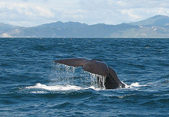 研究顯示，鯨魚會躲避海軍用來偵測潛水艇的聲納。（攝影：Bluegreen Pictures/Doug Perrine）
