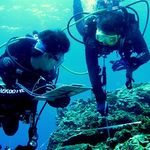 珊瑚礁體檢志工工作狀況