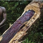 被聯合國列為世界遺產的馬達加斯加馬蘇阿拉國家公園中，一位非法伐木工人正在砍伐一棵300至400歲的玫瑰木。（攝影：Pascal Maitre/Cosmos/eyevine。）