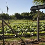 巴西Itaguaí市的一處市立農田種植著生物強化糧食作物（照片由EMBRAPA提供）。