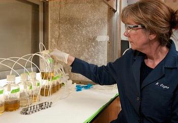 Kathryn Coyne在他的實驗室中培養赤潮異彎藻（照片由德拉瓦大學提供；攝影：Kathy F. Atkinson）。