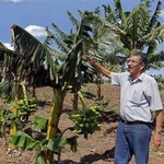 農藝學家羅德理格斯表示低矮的大蕉，更能抵禦颶風帶來的強風。（照片：Jorge Luis Baños/ IPS。）