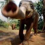 每年有400名印度人死於和大象的衝突。攝影：Anupam Nath/AP。
