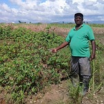 在千里達，Ramdeo Boondoo的田裡種了許多根莖作物，包括地瓜、木薯、山藥和芋類（照片由Jewel Fraser/IPS提供）。