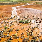 藻類除汙大突破 礦場毒水煉成貴金屬、生質燃料