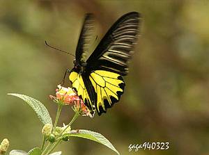 環境生態保育好，人生就如鳳蝶一般翔舞。圖片為黃裳鳳蝶