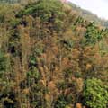 這是一片種於陡坡的麻竹，3、4月間換葉時，即將脫落的葉常呈現褐紅色。