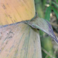 麻竹竹籜的籜片與籜葉間的葉舌，以及籜葉兩旁的葉耳皆無毛。