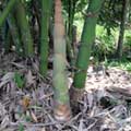 麻竹筍出土後迅速長高，竹籜逐漸變為橙紅色。