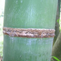 麻竹的新生竹桿有白粉，節上密生棕色毛絨，上圈的桿環與下圈的籜環常相連。