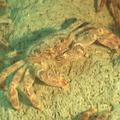 硫磺怪方蟹（圖片來源：我們的島）