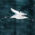 丹頂鶴的飛翔，頭、頸向前伸直，雙腳也向後拉直，拍翅緩慢，姿態優雅（陳加盛攝影）。