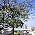 台中市中港路交流道的這棵木棉，於2005年元旦時葉已經快要落光了，花苞長了滿樹，少數幾朵花甚至迫不及待的宣告春天已經來臨。