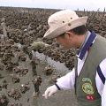 新竹客雅溪口發生綠牡蠣事件，讓牡蠣乏人問津，蚵農的辛勞都付諸流水。