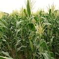 民國90年遭受到鎘污染的土地，經過全面換土才有今日翠綠的玉米田。