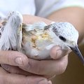 在台灣，許多人投入鳥類救援行列，從醫療到照顧，為失翼的鳥兒，修補生命的翅膀。
