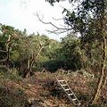 龍谷上方的平台，鋁梯所在位置即被全面清除之猿尾藤、木鼈子優勢區域；光禿的樹幹即為直徑超過15公分之血桐。
