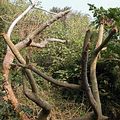 大棵的血桐樹冠被砍除，較矮小的灌木被全數清除。