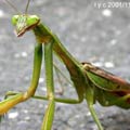 螳螂(圖片來源：嘎嘎昆蟲館)