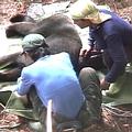 為了調查現存黑熊的分佈狀況，研究人員借重林淵源行走山林多年的經驗，得以完成黑熊計畫。