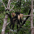 在哥斯大黎加境內的雨林中，可以輕易看到許多猴子