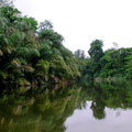 Tortuguero運河兩旁蒼鬱的熱帶雨林