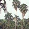 台北植物園的棕櫚區，前面掌狀葉、幹較高瘦的是壯幹華盛頓棕櫚，樹幹灰褐色。