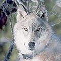 受美國瀕絕物種法案保護的灰狼 (圖片來源: ENS)
