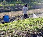 施用殺蟲劑在慣行農法中非常普遍。攝影：guo_project