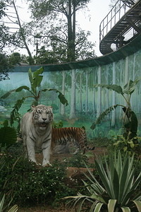 白老虎不是虎（Panthera Tigris）的某個「品種」，而是人類刻意近親交配繁殖，多半帶有遺傳性疾病、受先天健康不良之苦的「病虎」。圖片提供：台灣動物社會研究會。